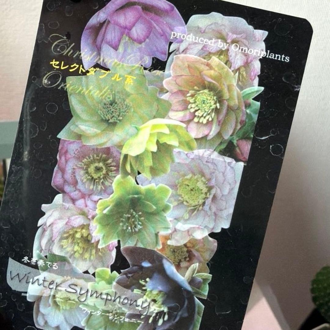 クリスマスローズ　静　ウィンターシンフォニー　セレクトダブル 《12/20》