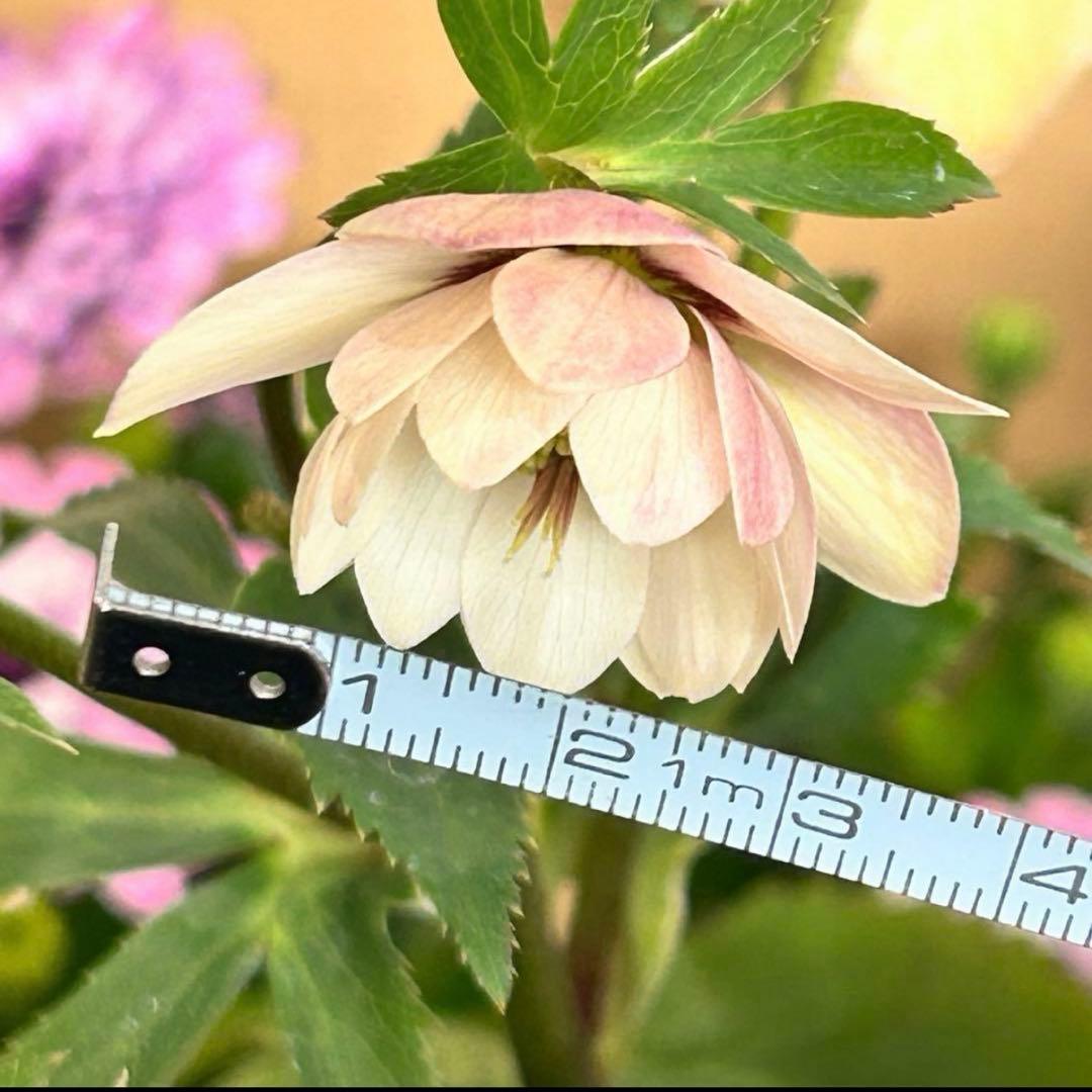 クリスマスローズ　静　ウィンターシンフォニー　セレクトダブル 《12/20》