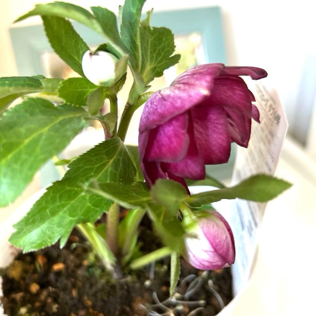 【開花株】クリスマスローズ　フルーツドロップスミックス　ダブル　５号《2/27》