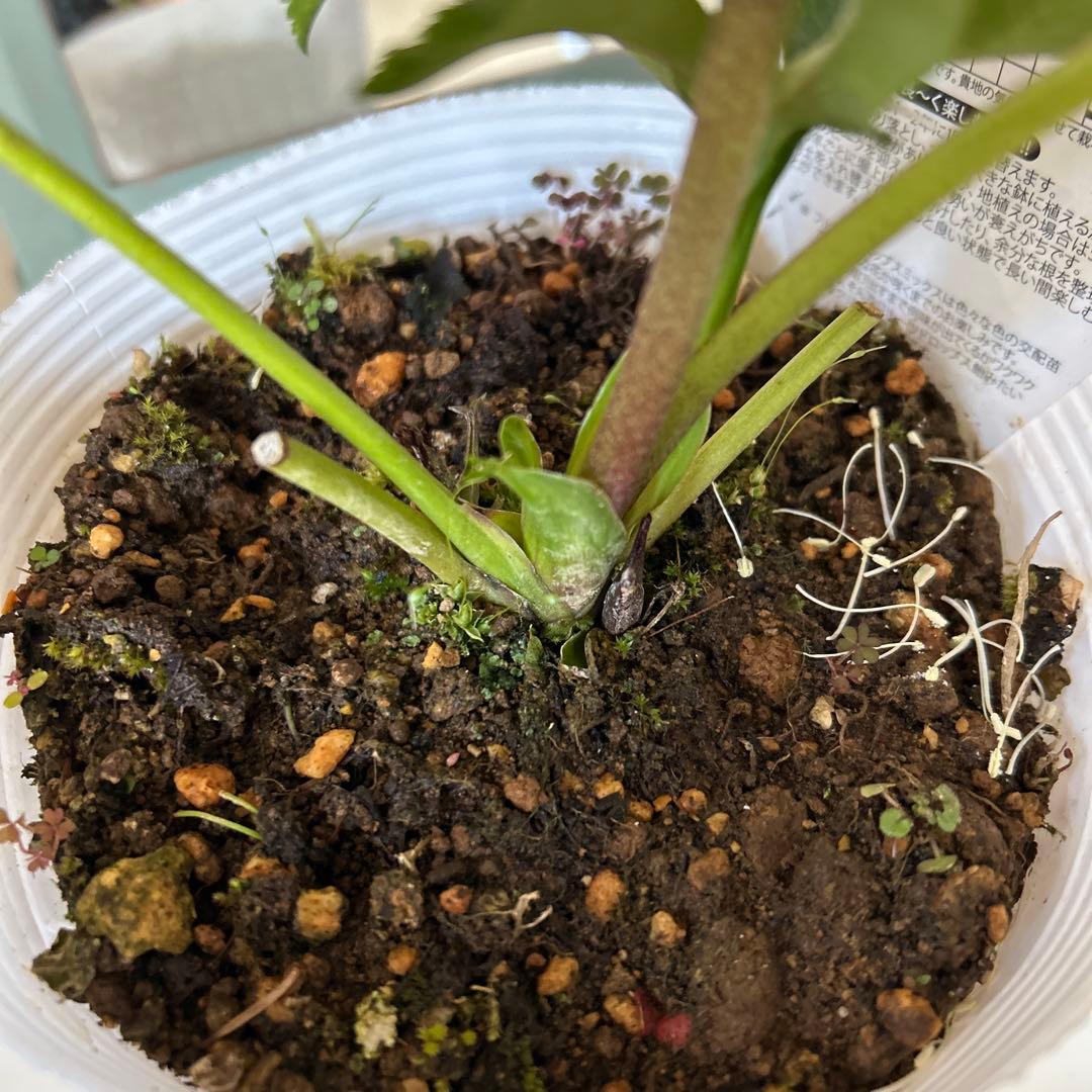 【開花株】クリスマスローズ　フルーツドロップスミックス　ダブル　５号《2/27》