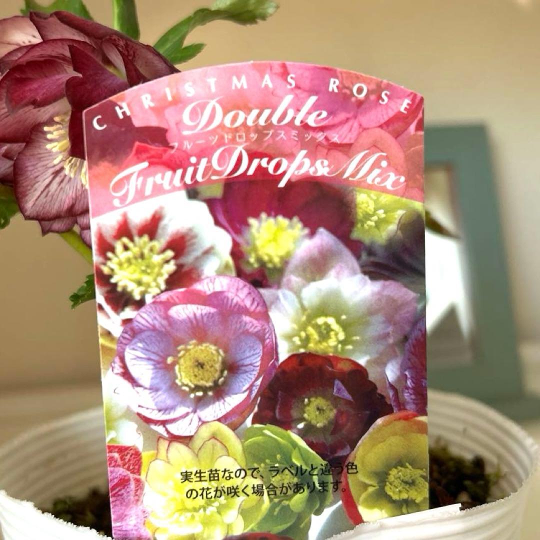 【開花株】クリスマスローズ　フルーツドロップスミックス　ダブル　５号《2/27》