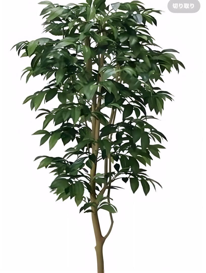 光触媒　人工観葉植物　フェイクグリーン　アルデシア(万両) 高さ 1.6m