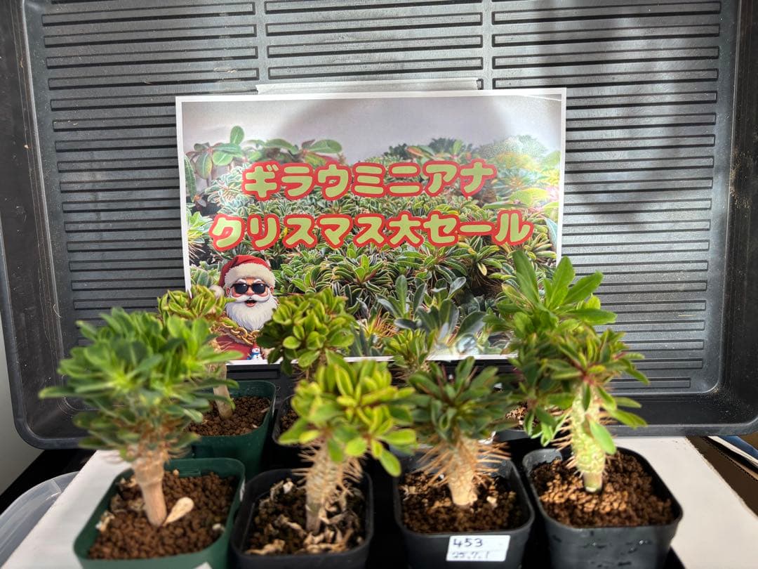 ユーフォルビアギラウミニアナ　8株セット　多分岐　実生 ユーフォルビア・ギラウミニアナ | trigger