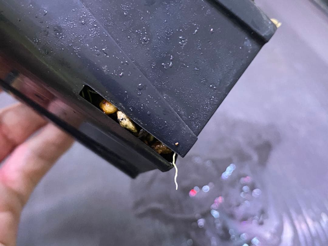 ホマロメナ / Homalomena sp. “濡烏” ネームド株 3株あり