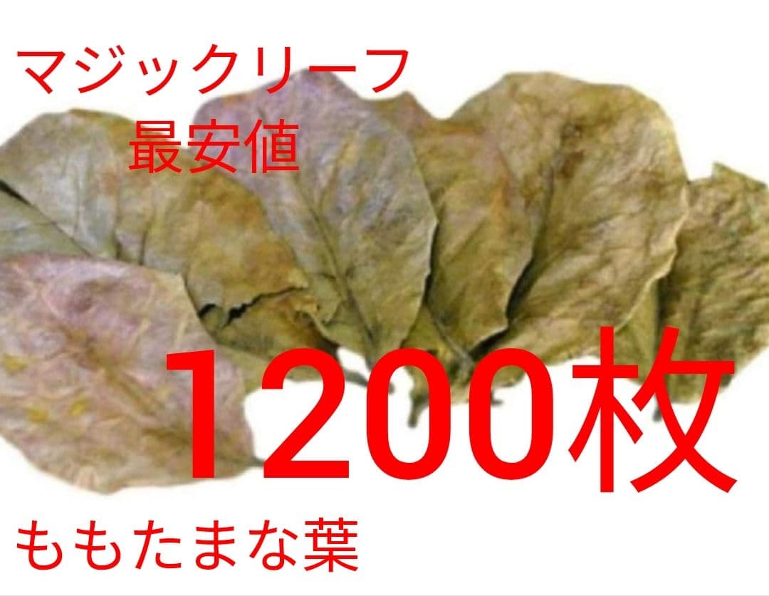 大小様々 無農薬マジックリーフ 天然ももたまな葉 1200枚