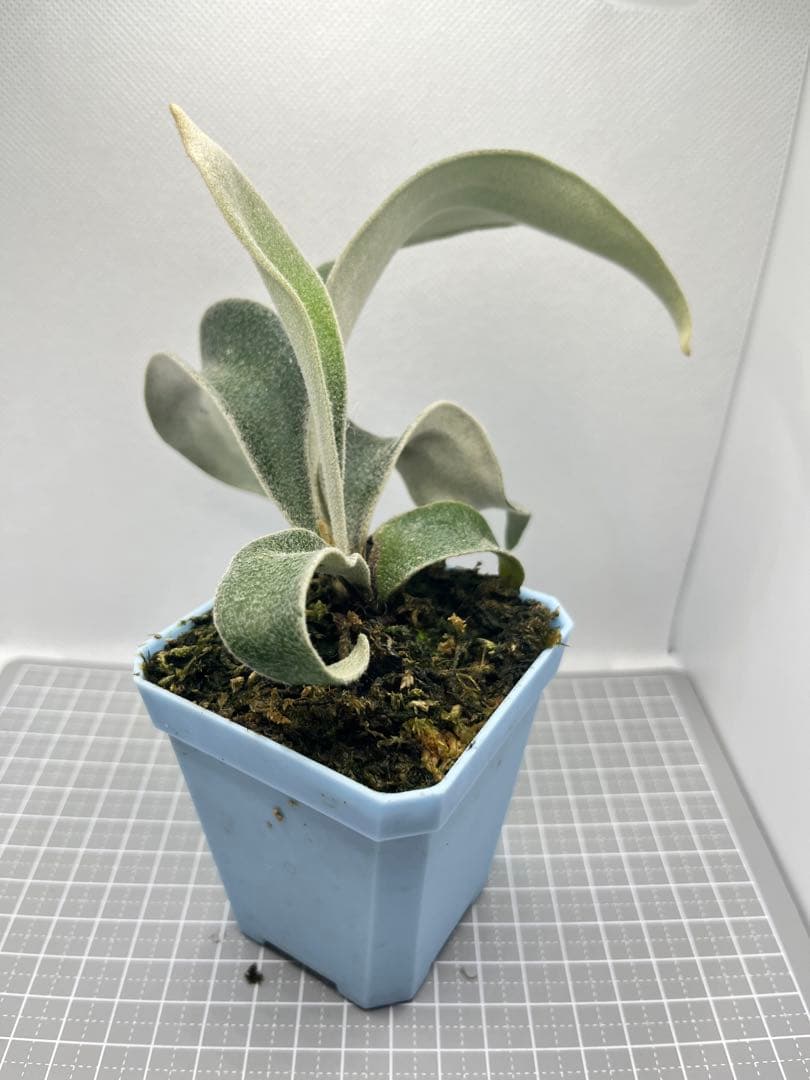 ごめす様専用 「初上陸・最高峰」ビカクシダ AR x AR x AR - メルカリ