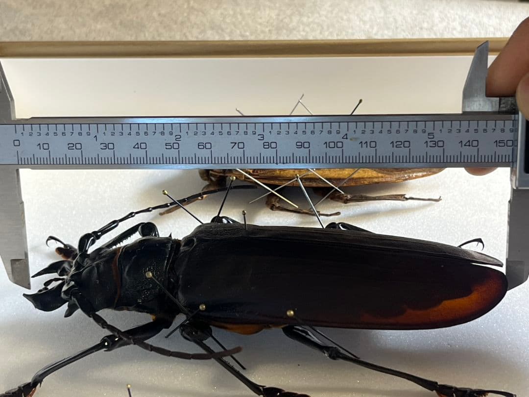 150mm】タイタンオオウスバカミキリ カブトムシクワガタハナムグリ昆虫標本