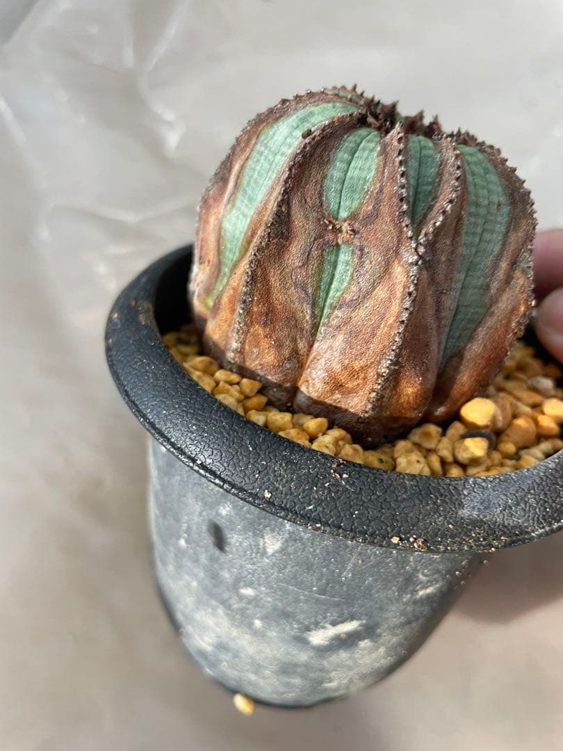 H*様 木質化 オベサ 成長点潰れ3号サイズ