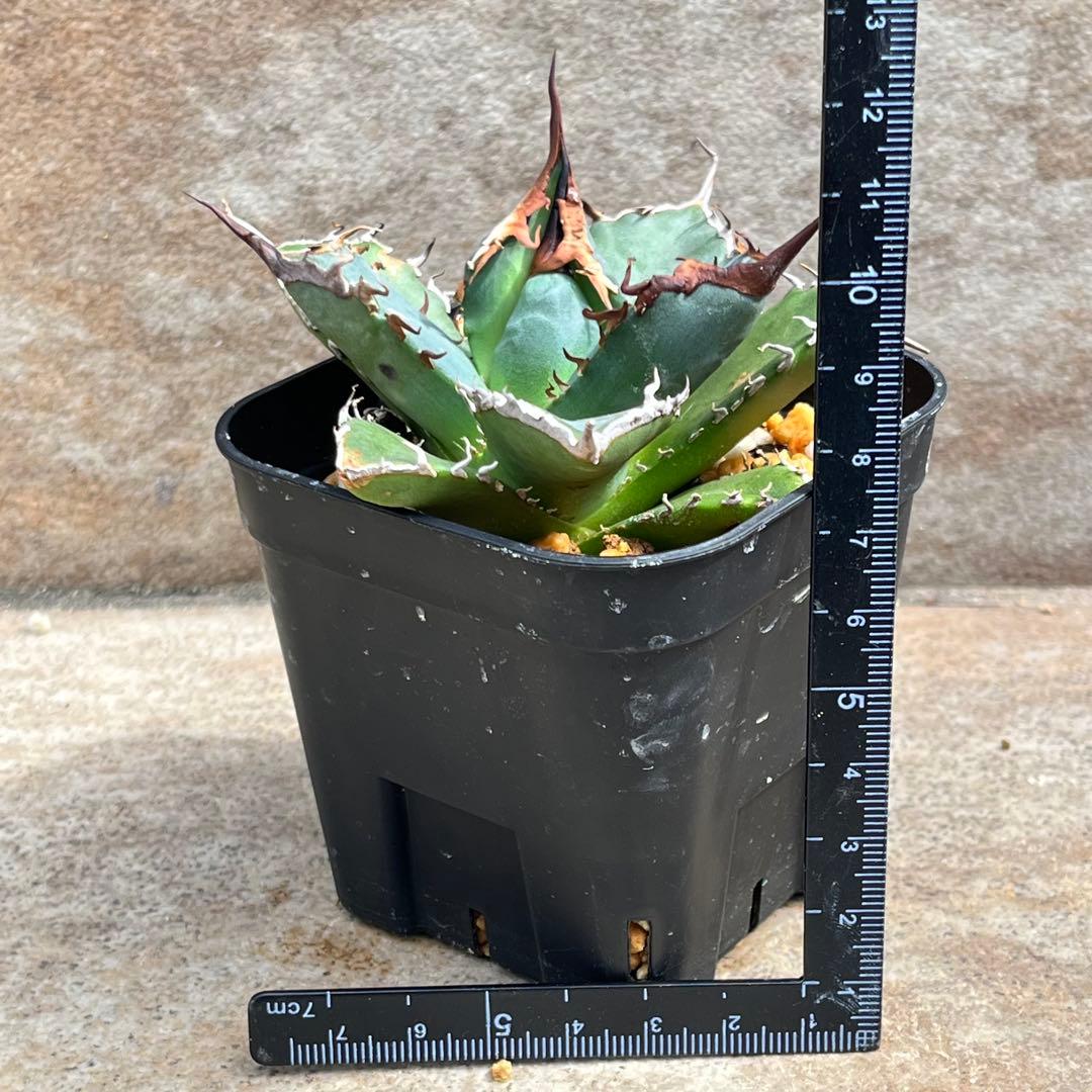 アガベ チタノタ 黒犀牛 No.002 鉢、送料込 メルカリ便 - メルカリ