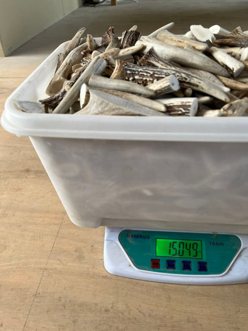 9kg 鹿の角 エゾシカ 角【大小詰合わせ】 端材 アクセサリー パーツ