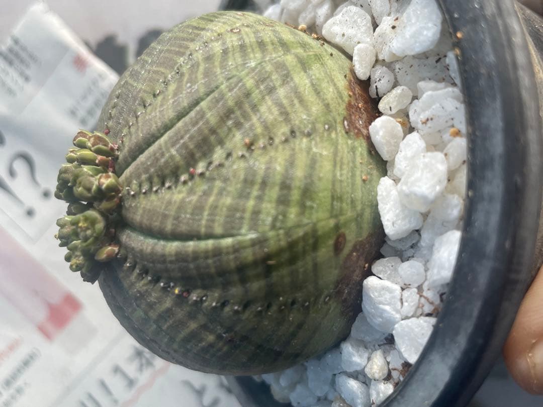 テ*ド様 シンメトリカ 良株渦 4号サイズ ➕傷あり4号2個セット