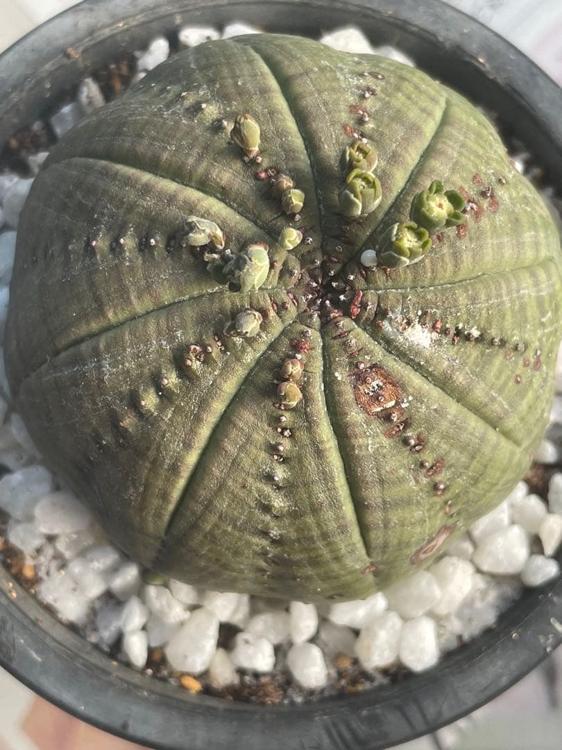 テ*ド様 シンメトリカ 良株渦 4号サイズ ➕傷あり4号2個セット