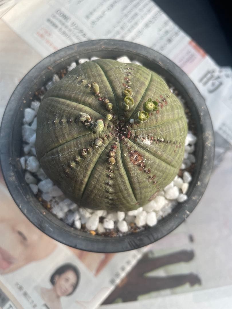 テ*ド様 シンメトリカ 良株渦 4号サイズ ➕傷あり4号2個セット