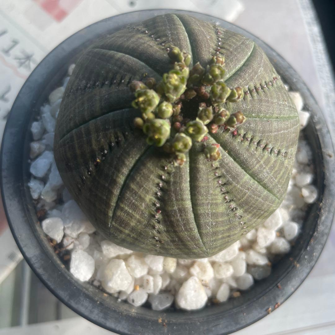 テ*ド様 シンメトリカ 良株渦 4号サイズ ➕傷あり4号2個セット