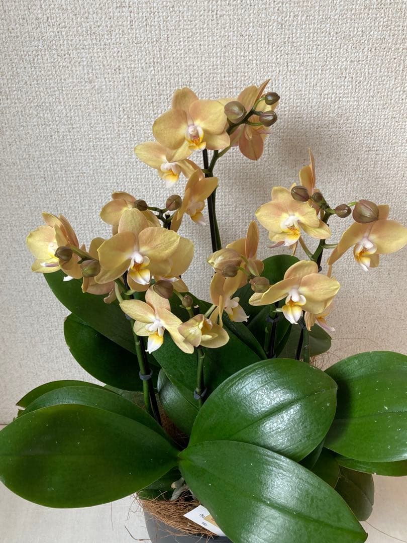 ミディ 胡蝶蘭 マロン 6本立ち 椎名洋蘭 - メルカリ