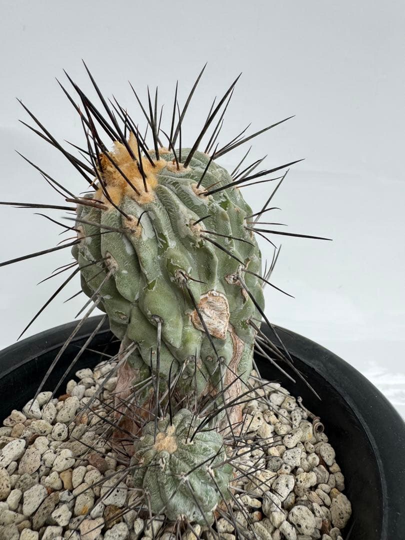 コピアポア　黒士冠　デアルバータ　現地球 コピアポア黒士冠 | STORES