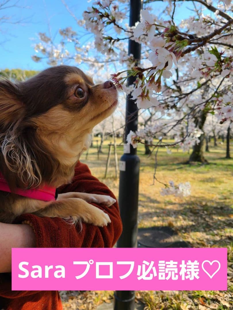 Sara プロフ必読様♡ありがとうございます♡おまとめ♡ Sara プロフ必読様♡ありがとうございます♡おまとめ♡ Sara プロフ