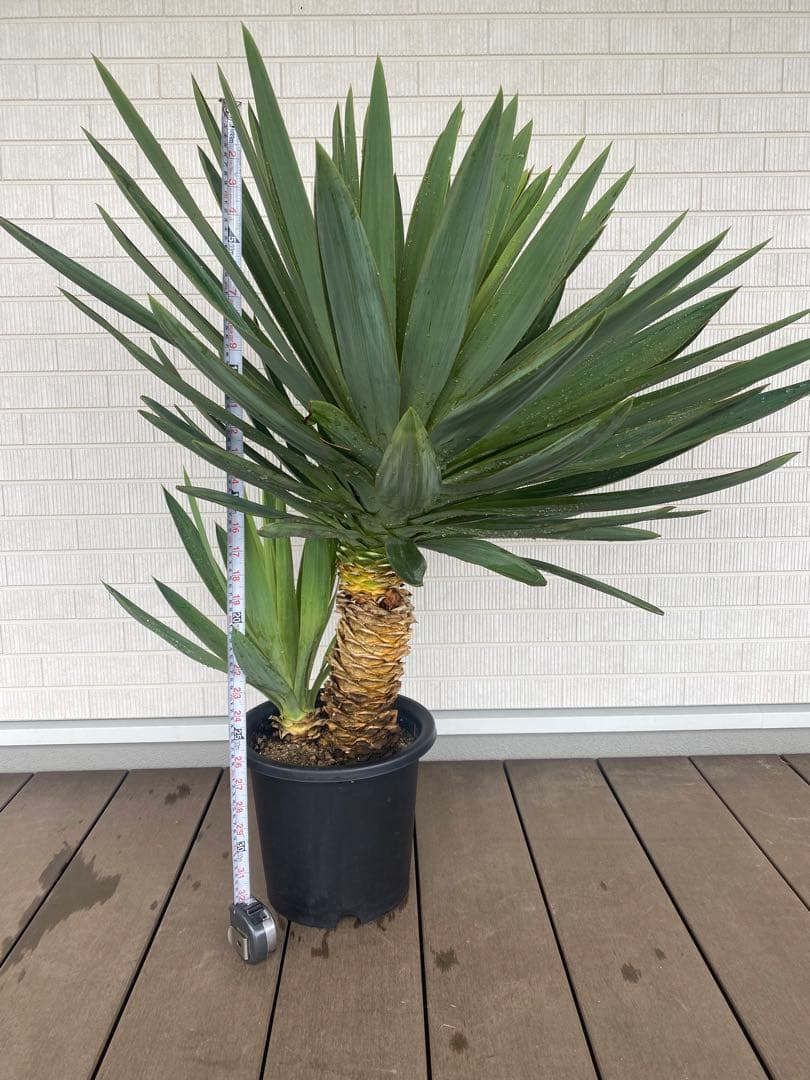 発送もOKにします‼︎ ユッカグロリオサ、良形株、出来れば引き取りが