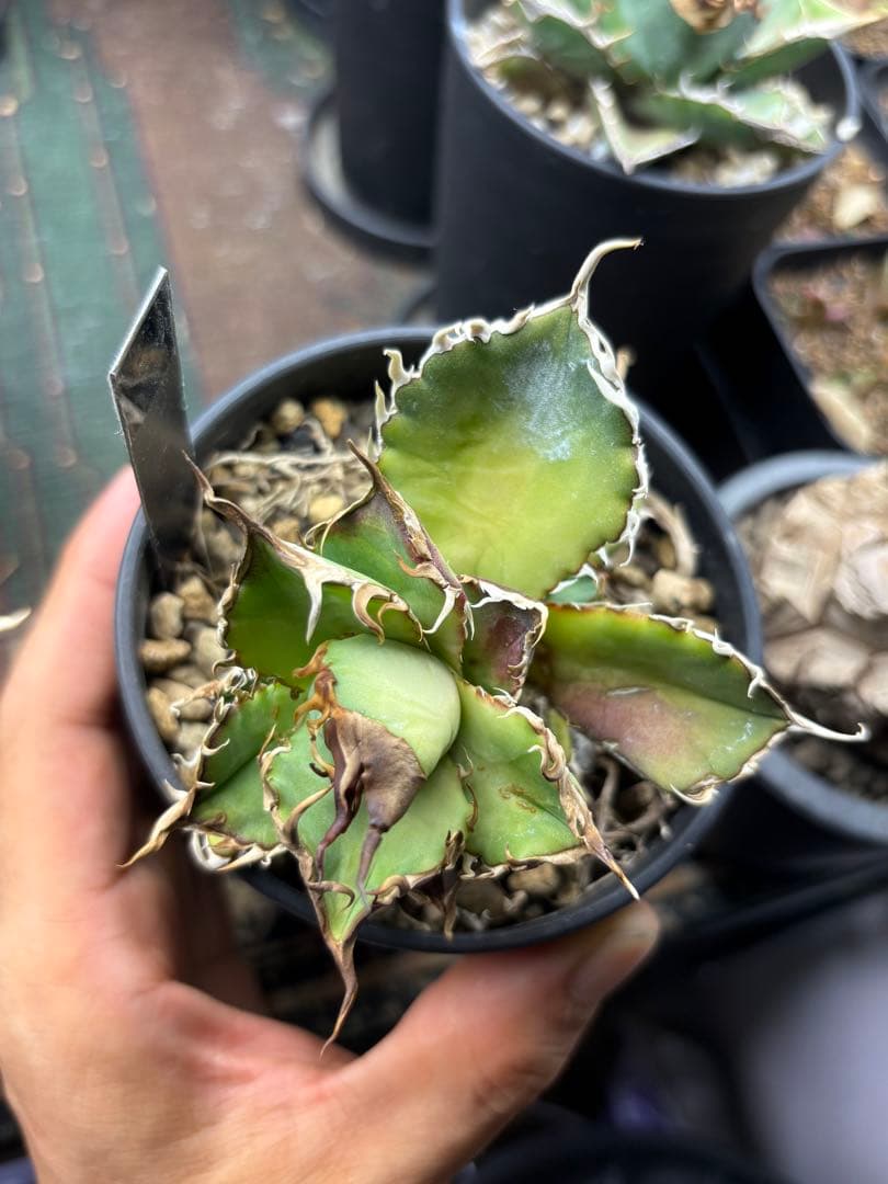 R*様 アガベ デッドヒート DEADHEAT アガベ ロウルサンコ（実生 レジ