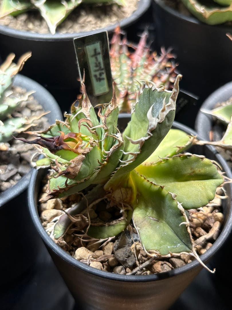 R*様 アガベ デッドヒート DEADHEAT アガベ ロウルサンコ（実生 レジ