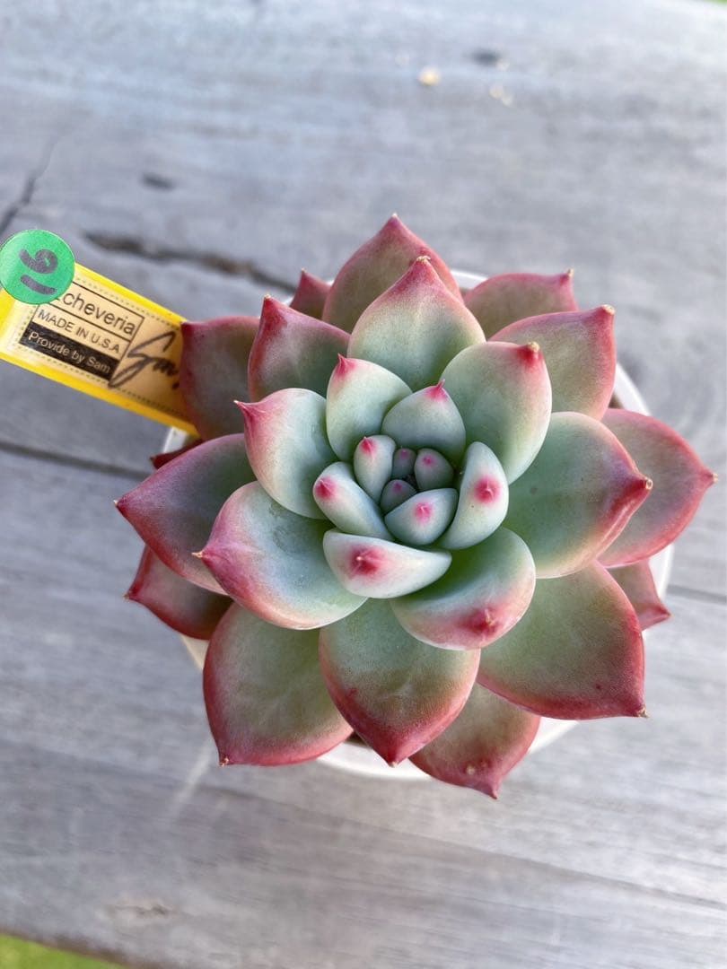 1】カリフォルニア輸入 速達札付き SAMリンゼアナNo.3 希少 多肉植物
