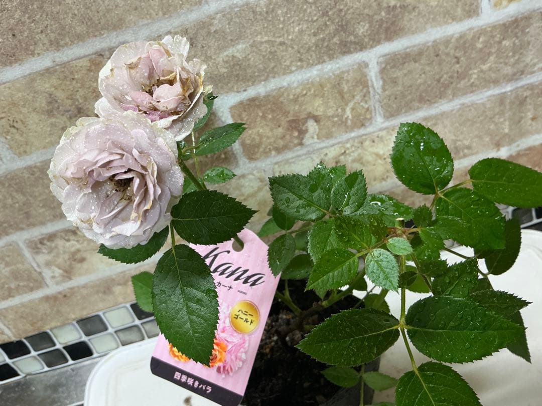 ⭐️レア品種⭐️四季咲きミニバラ カーナハニーゴールド (メルカリ便