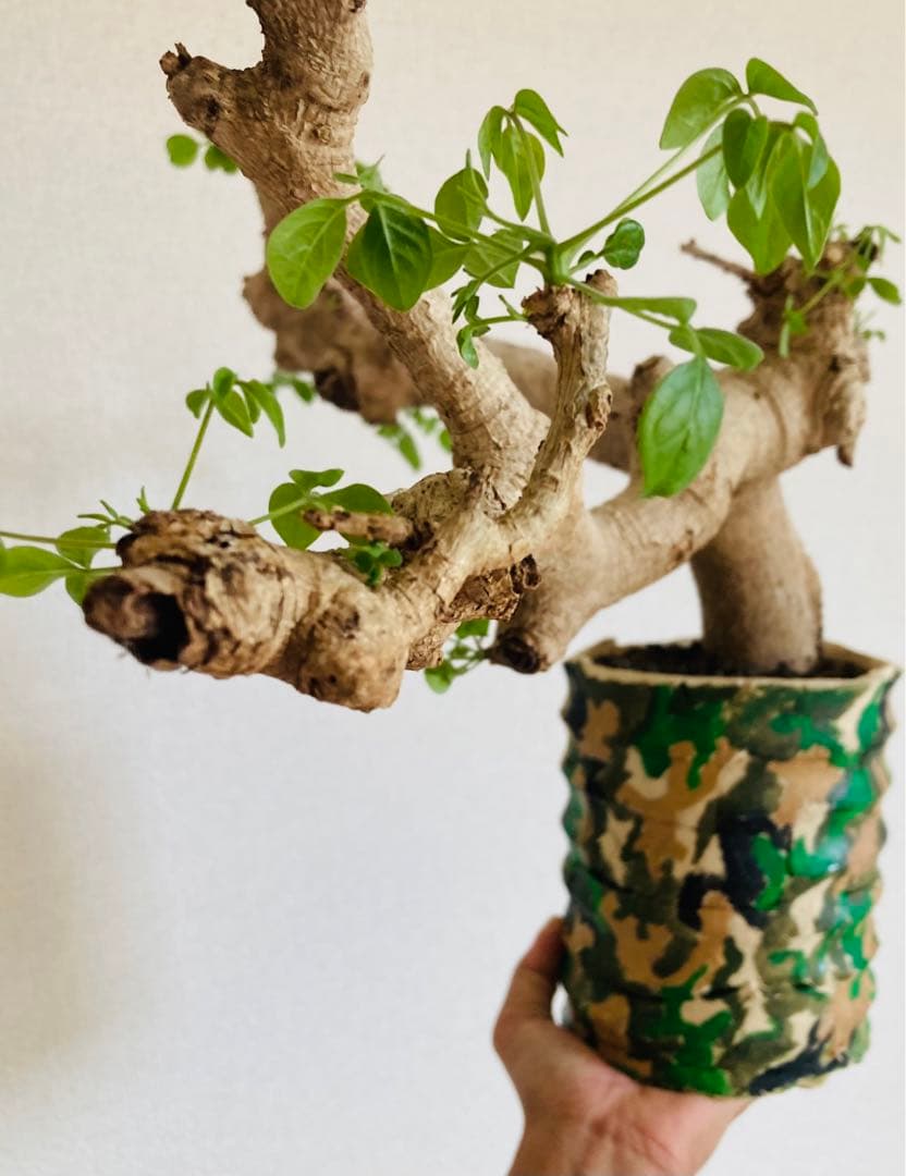 ☆ソマリアの宝☆ コミフォラ ドレイク ブロックマニー 灌木コレクター