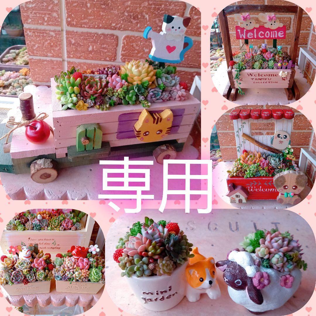 ❤️専用❤️多肉植物❤️そのまま飾れる寄せ植え❤️ 母の日 予約販売 2025】【受注制作】 そのまま飾れる多肉植物 寄せ植え