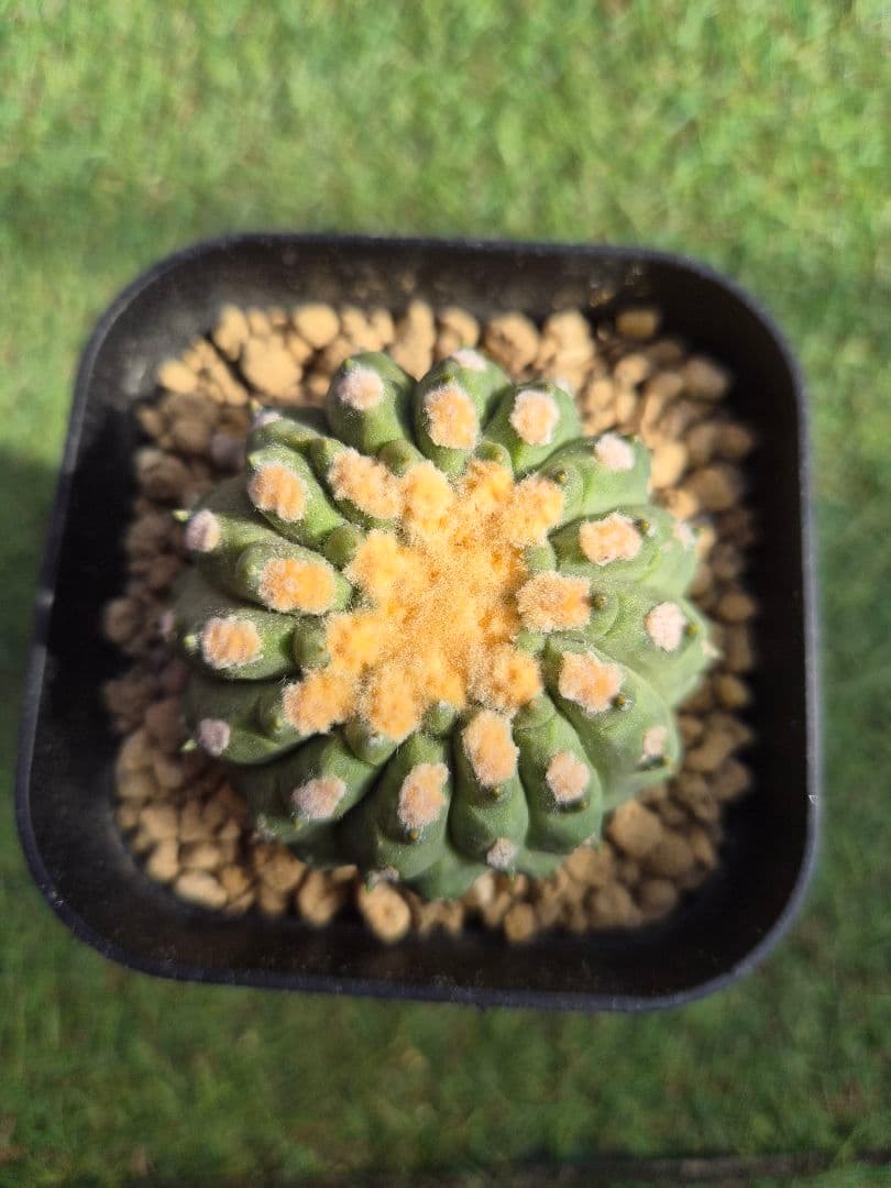 C. cinerea 狐竜丸刺無し実生から出た珍品キリン台付 - メルカリ