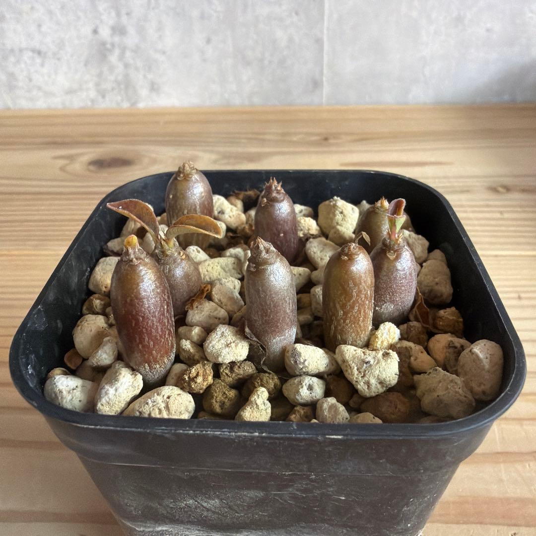 8株セット　パキポディウムウィンゾリー 国内実生株 実生株】パキポディウム ウィンゾリー | Pachypodium windsorii – LAND