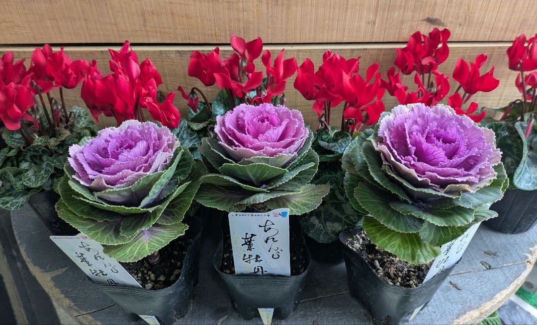 ❀ソバン様❀