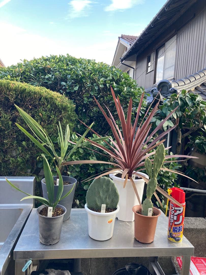 ドライガーデンZセット鉢ごと配送致します。の通販｜www.k4fashion.com