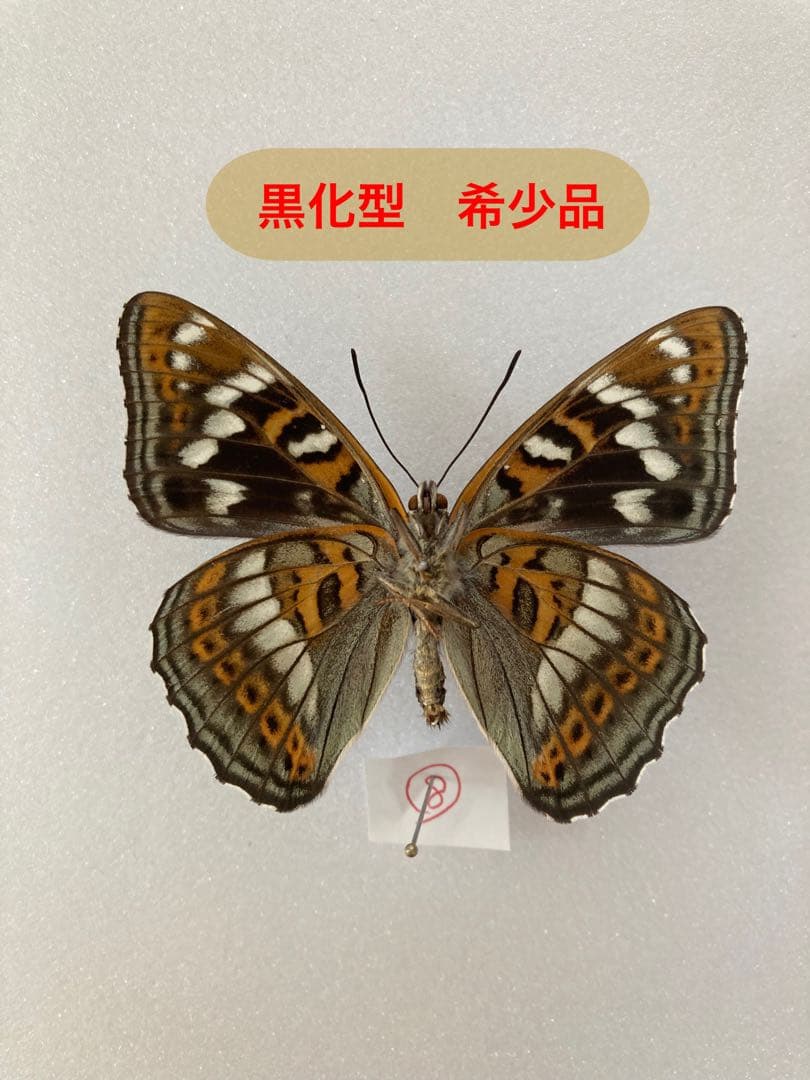 大型ドイツ箱（51㎝×42㎝×6㎝）に入ったヘレナモルフォ