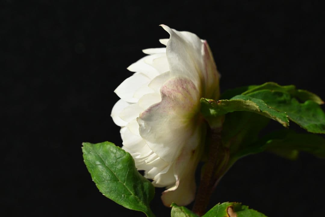 クリスマスローズ 認定ディオーネホワイトフラッシュ 加藤農園 - メルカリ