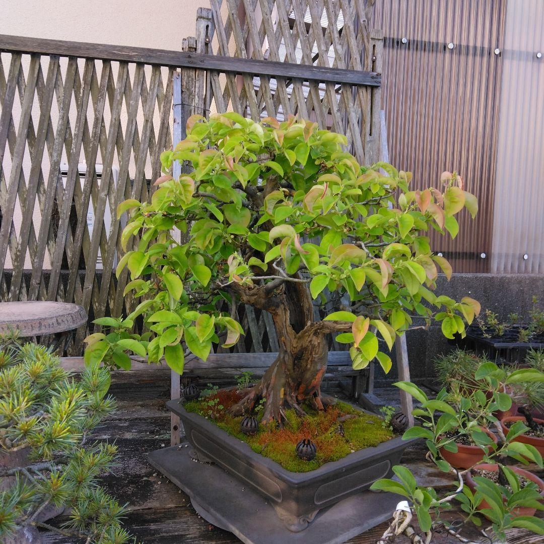 かりん （丸型の実です)【大型盆栽】 - メルカリ