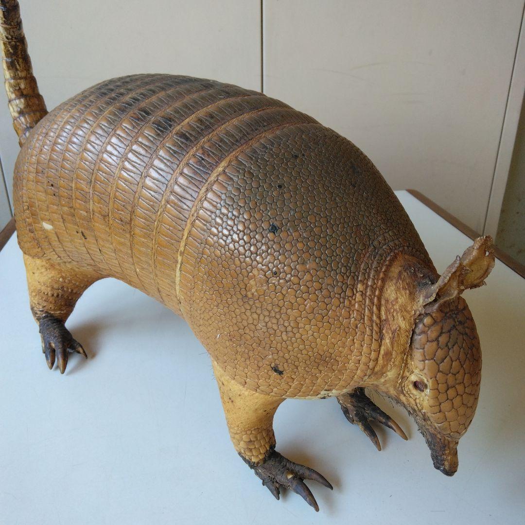 アルマジロ剥製 - メルカリ