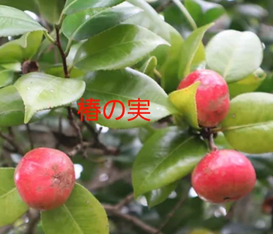 鹿児島県産　《搾りたて!》　椿油　1800ml(一升瓶)　つばき油　オーガニック