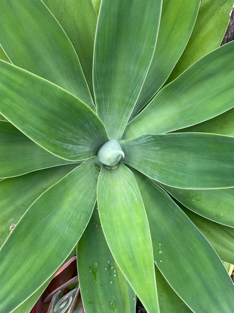 アガベ 超特大 ボーチンブルー 斑入り レア - メルカリ