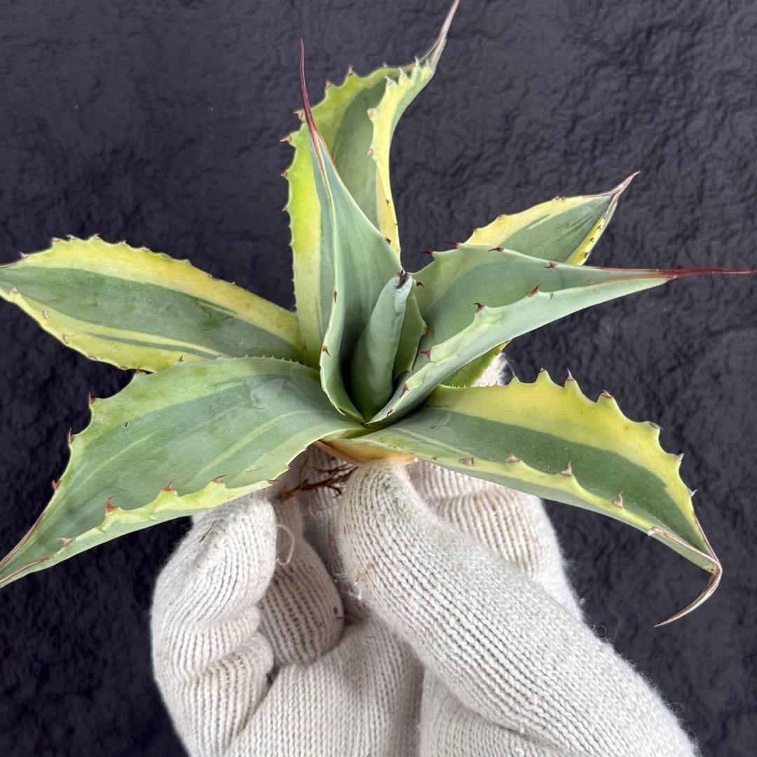 2*F様 【アガベ オバティフォリア“オルカ”】地植え/-18℃まで/極上　L2