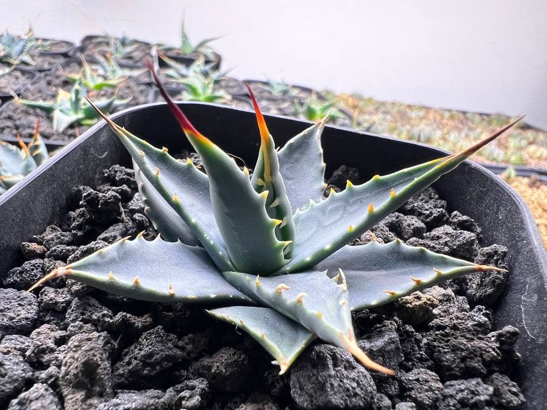 SALE】アガベ エボリスピナ実生52 - メルカリ