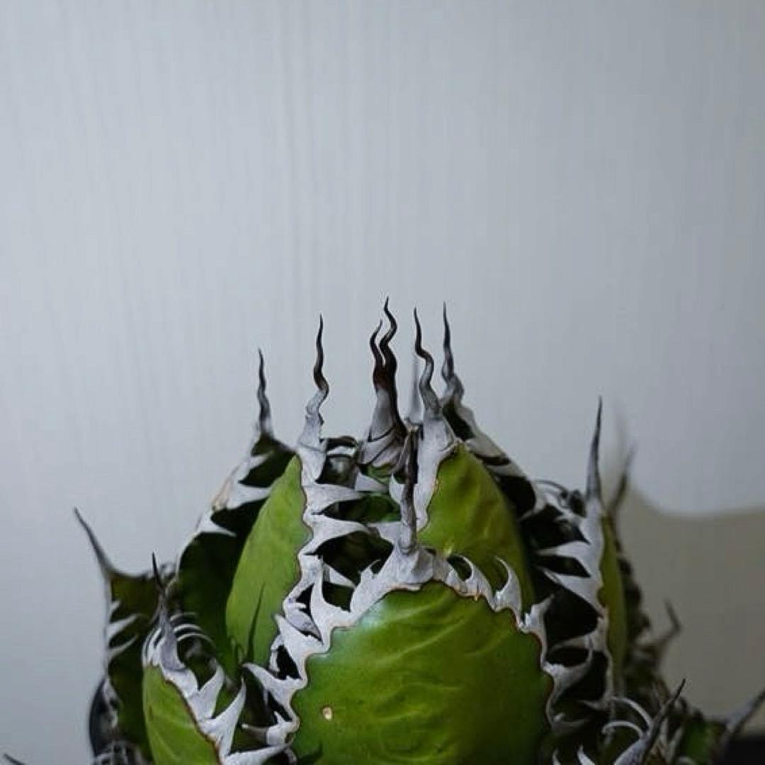 現物出品】2121 【鉢のまま発送】 アガベ ホリダ