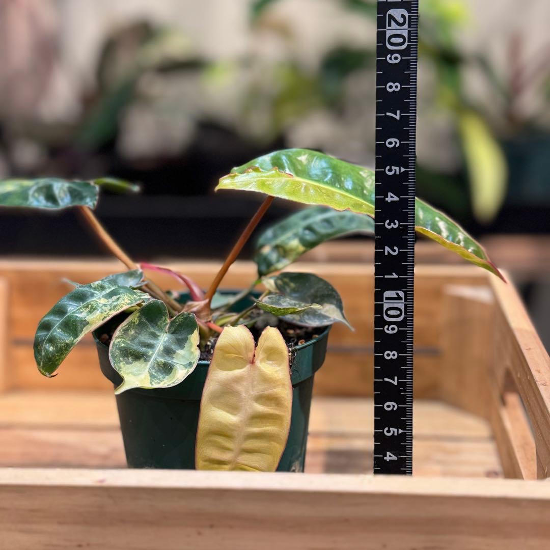 さ**様 26 フィロデンドロン ビレッタエ ビレッティア 斑入り 美斑