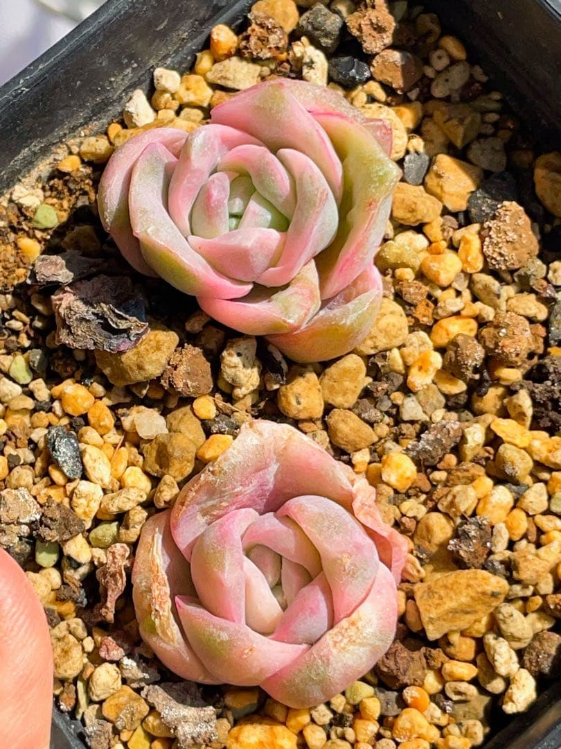 ラブリーローズ錦 単頭虹斑入り レア 多肉植物 エケベリア 超美斑入り