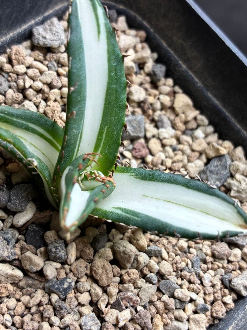 アガベ チタノタ 「太陽神錦」極白中斑錦 特白 明錦 極上美株 - メルカリ