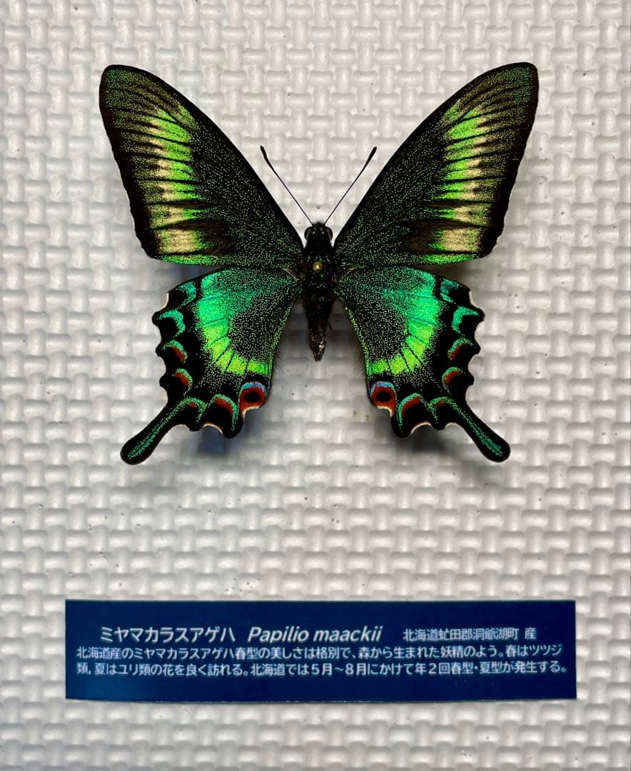 蝶標本 北海道産 極美麗ミヤマカラスアゲハ♂ 飼育品 完品