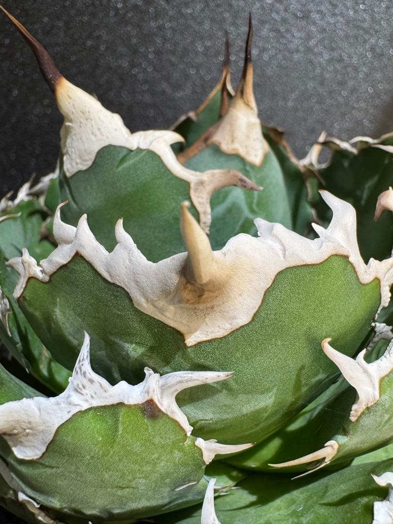 アガベ オアハカ 現地球 まんまる