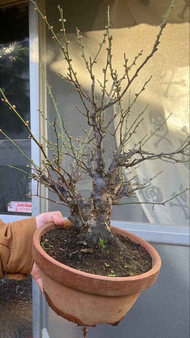 梅　盆栽 梅盆栽