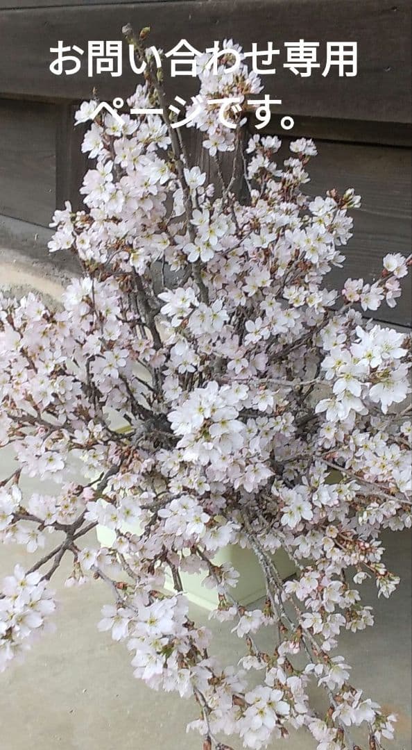 花 苗 お問い合わせページ 花菖蒲 ミニバラ 楽天市場】【マラソン☆ポイント5倍】フェリシタス コルダナ ミニバラ