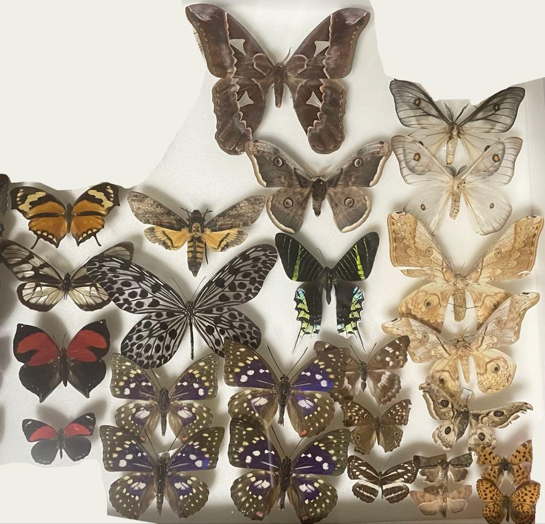 蝶 蛾 標本 アポロヤママユ ②