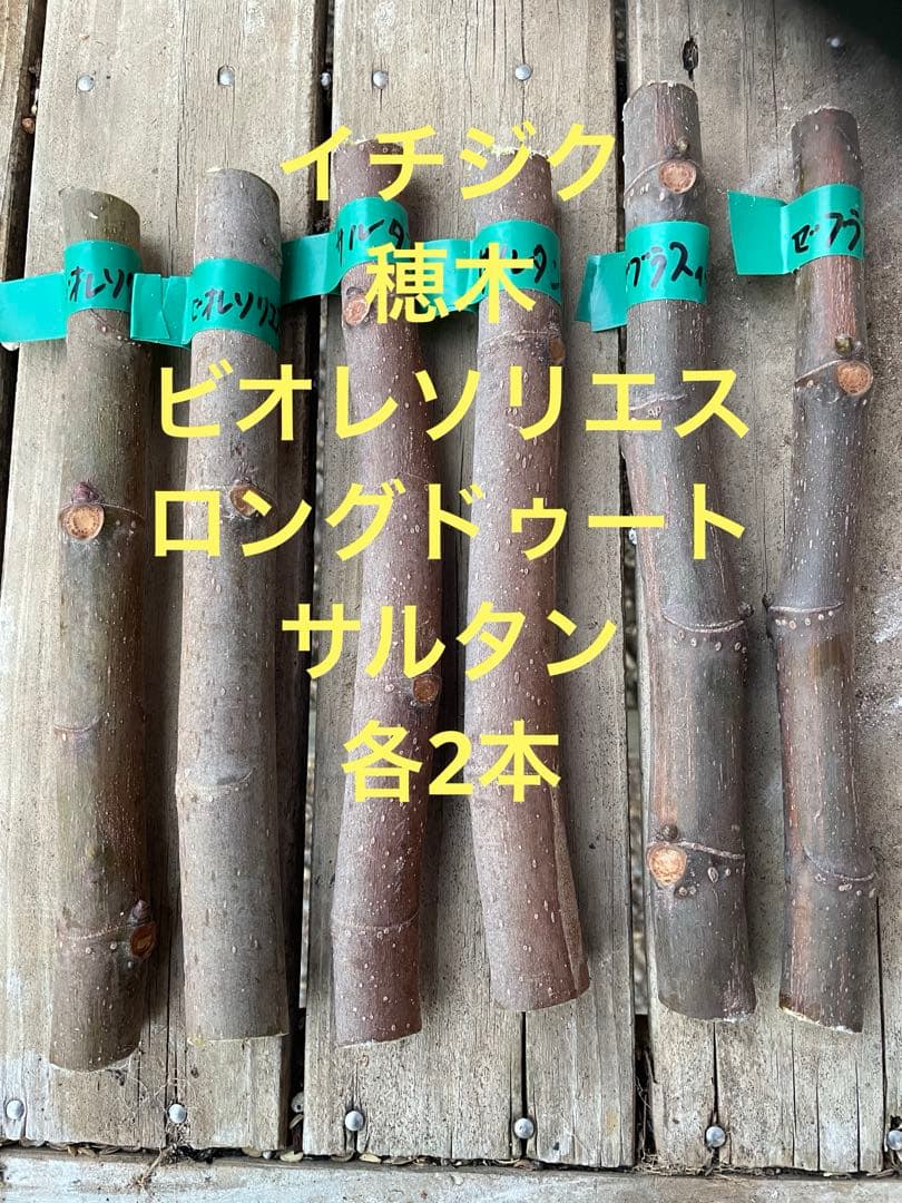 イチジク 穂木 3種各2本 - メルカリ